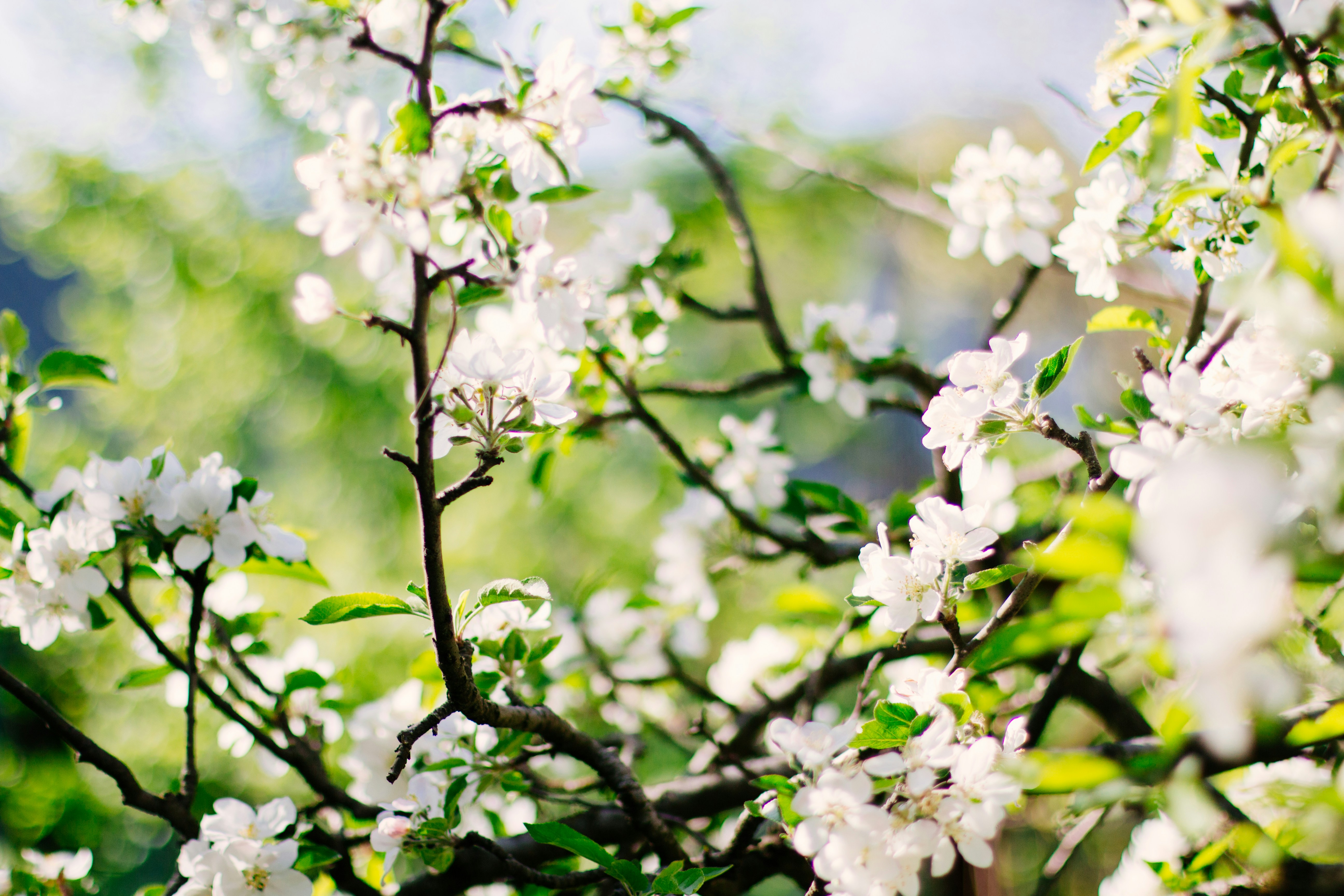 apple tree blossoms