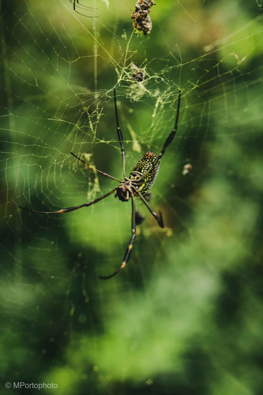black and yellow spider on web in close up photography during daytime