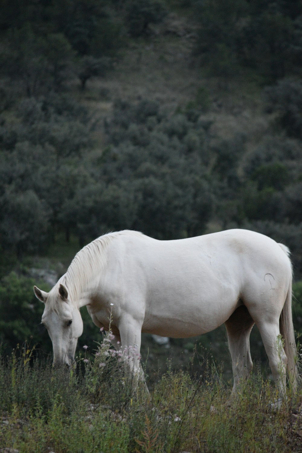 white horse eating grass during daytime