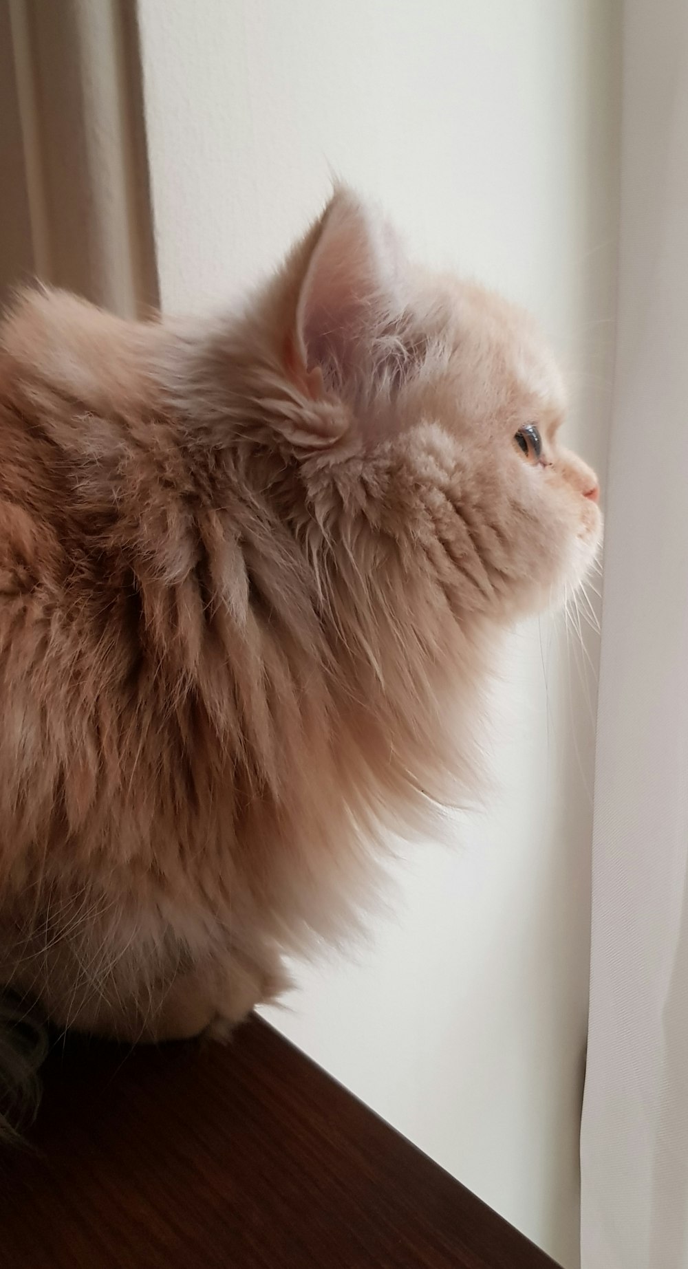 orange long fur cat on white table