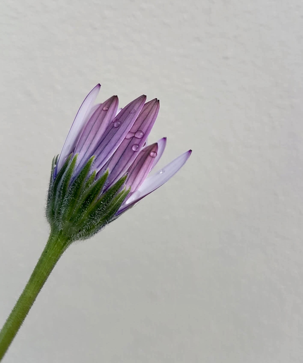 purple flower in green stem