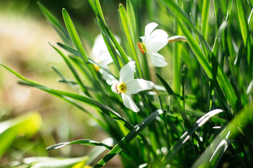 white flower in green grass