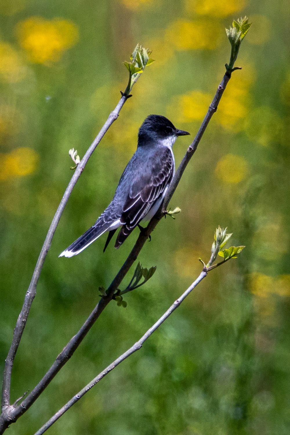 a bird sitting on a branch of a tree