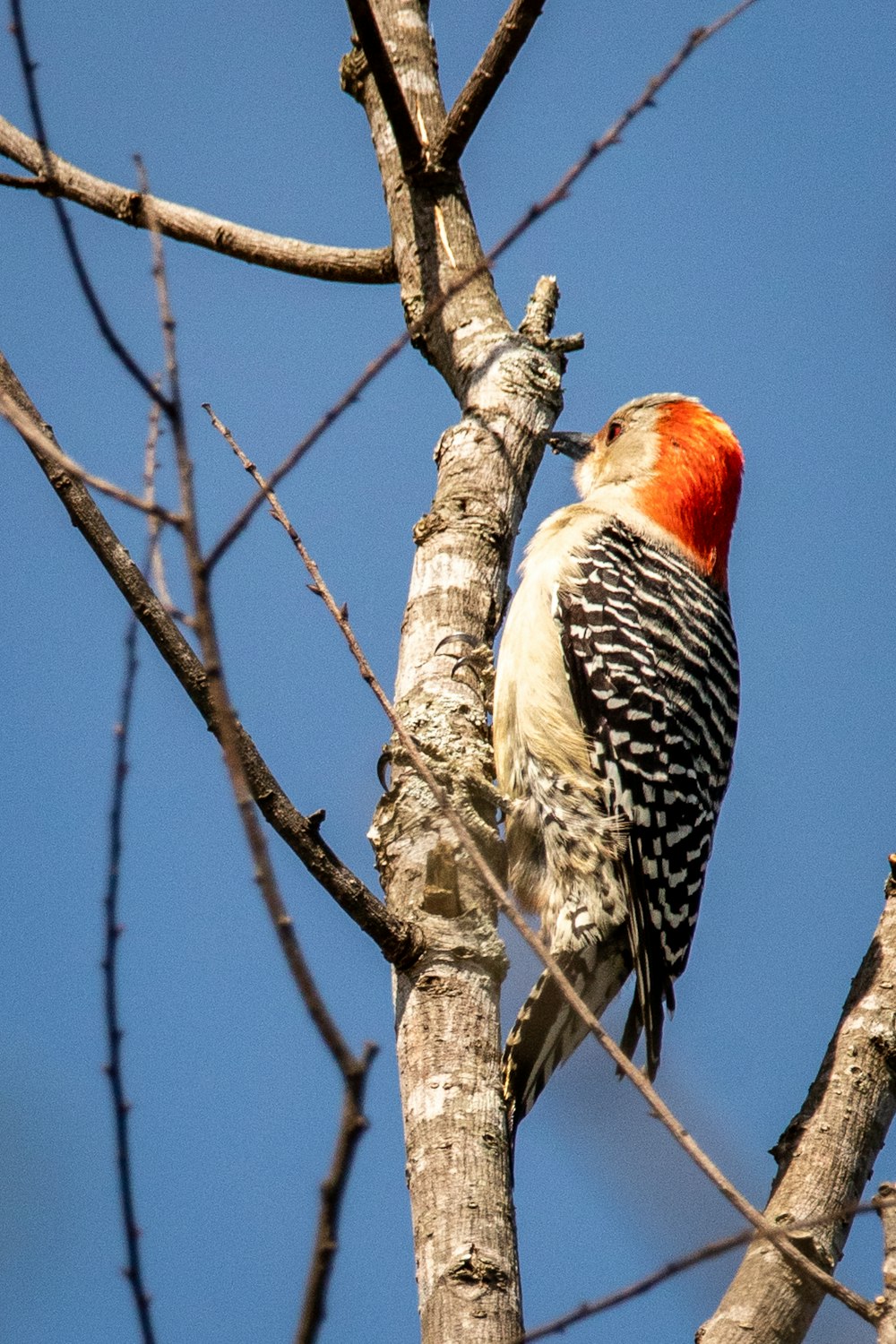 red white and black bird on brown tree branch during daytime