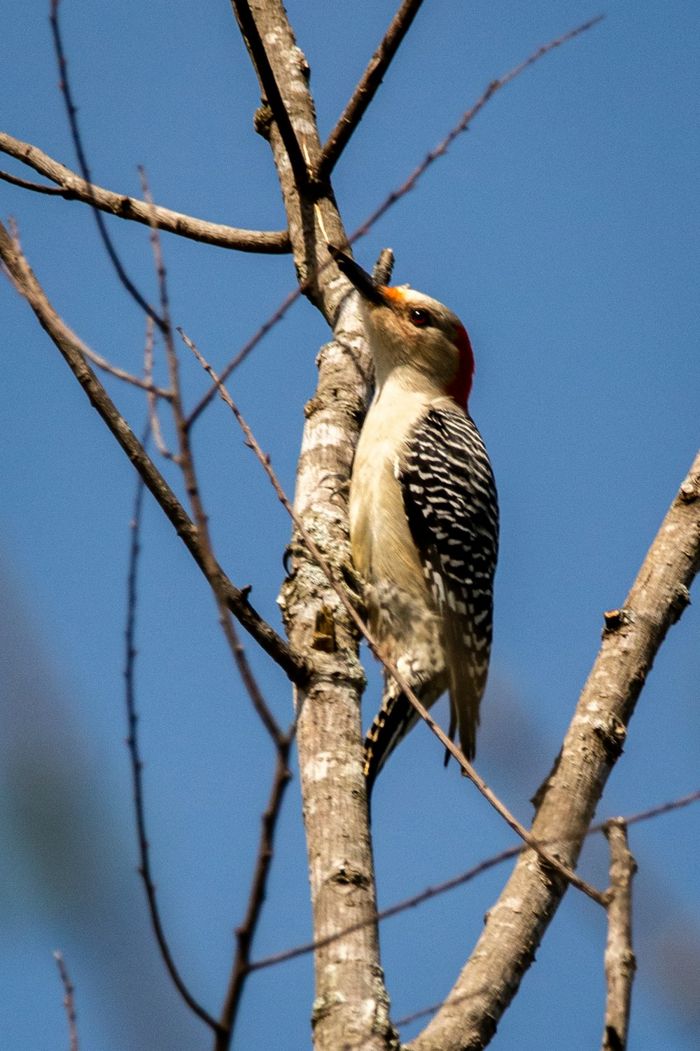 brown and white bird on brown tree branch during daytime