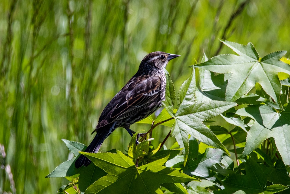 a small bird perched on top of a leafy tree