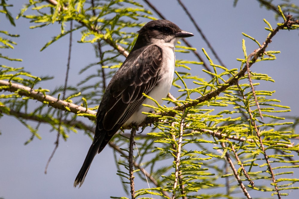 black and white bird on tree branch