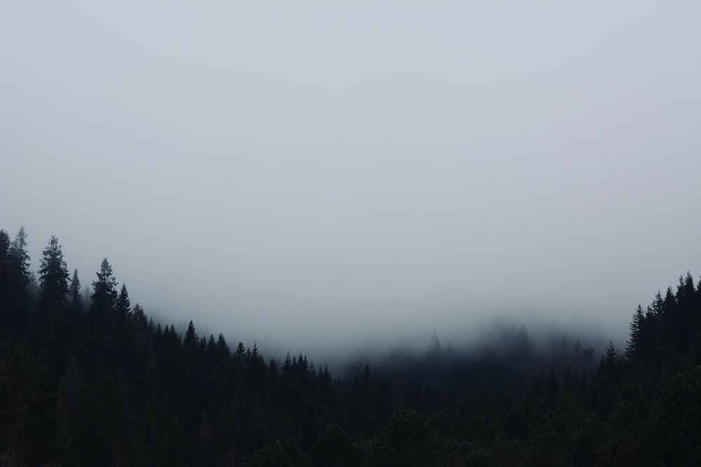 Grüne Bäume unter weißem Himmel tagsüber