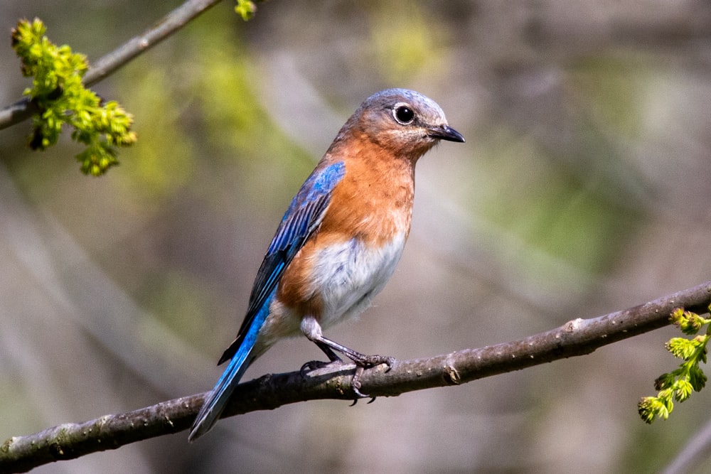 blue and brown bird on tree branch