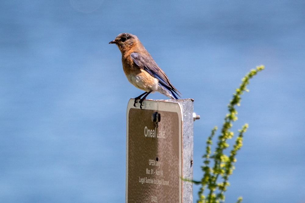 brown and gray bird on gray wooden fence during daytime