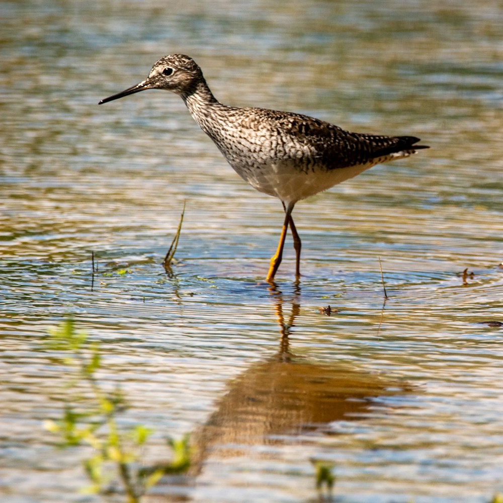 black and white bird on water during daytime