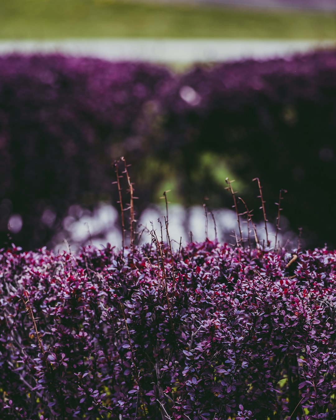 purple flowers in tilt shift lens