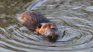 brown and black animal in water