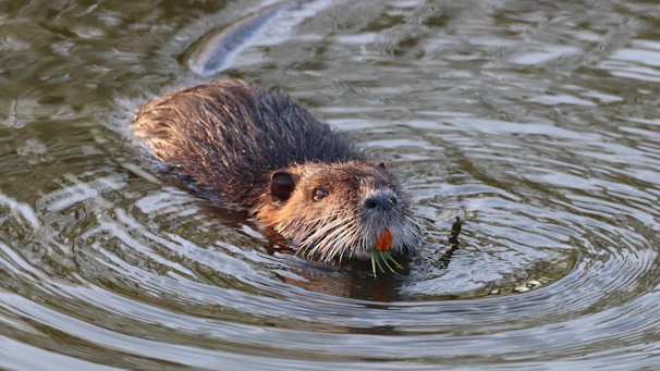 brown and black animal in water