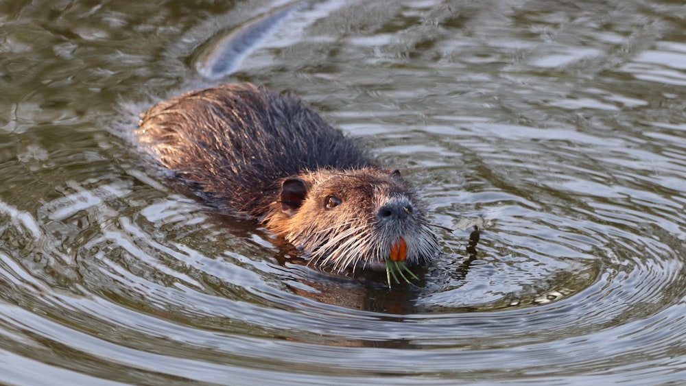 brown and black animal in water