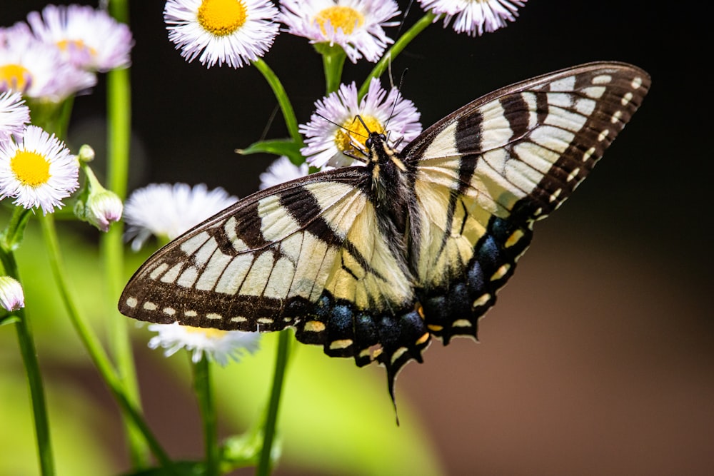 tiger swallowtail butterfly perched on white and yellow flower in close up photography during daytime