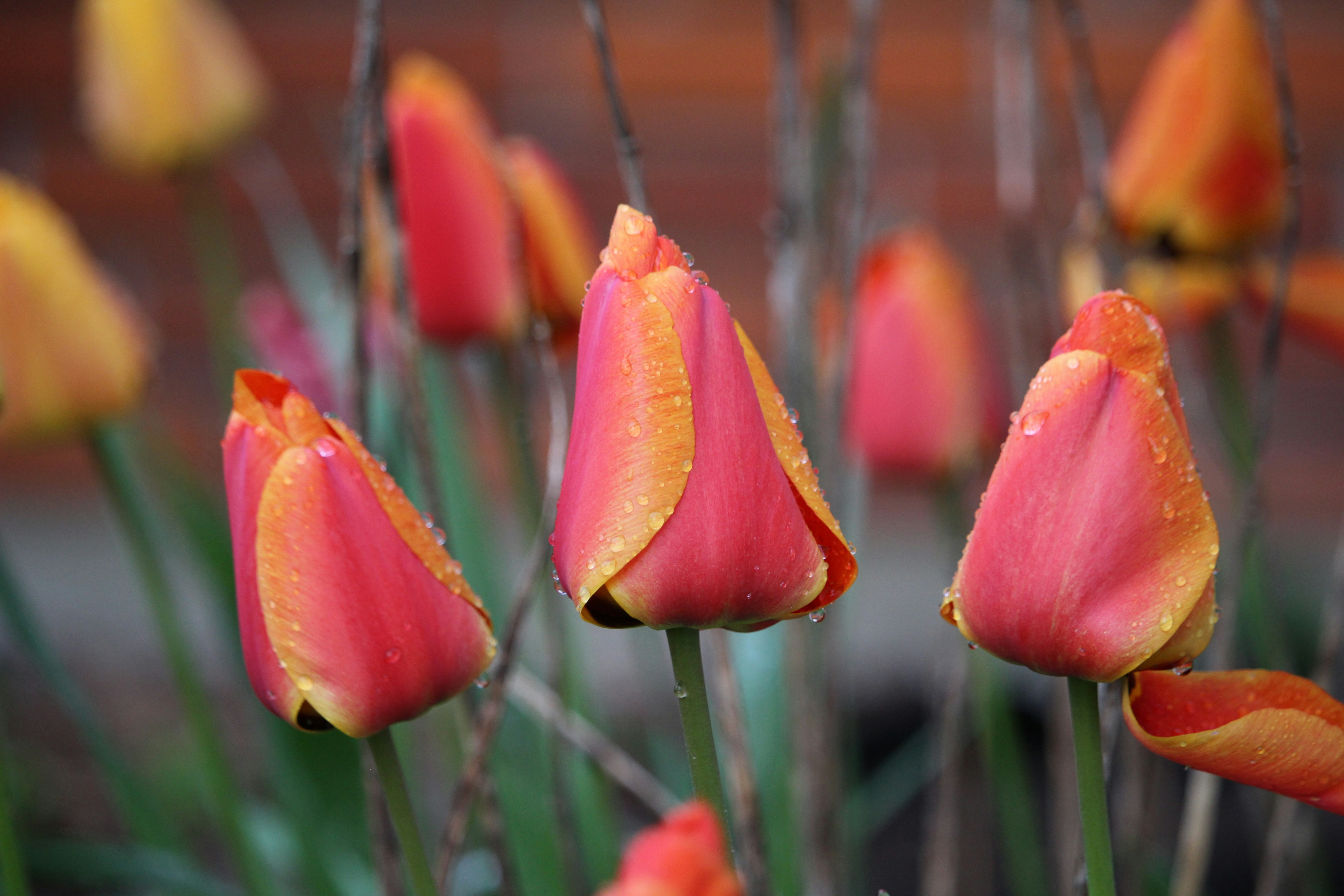 Photo by hedvigfrida