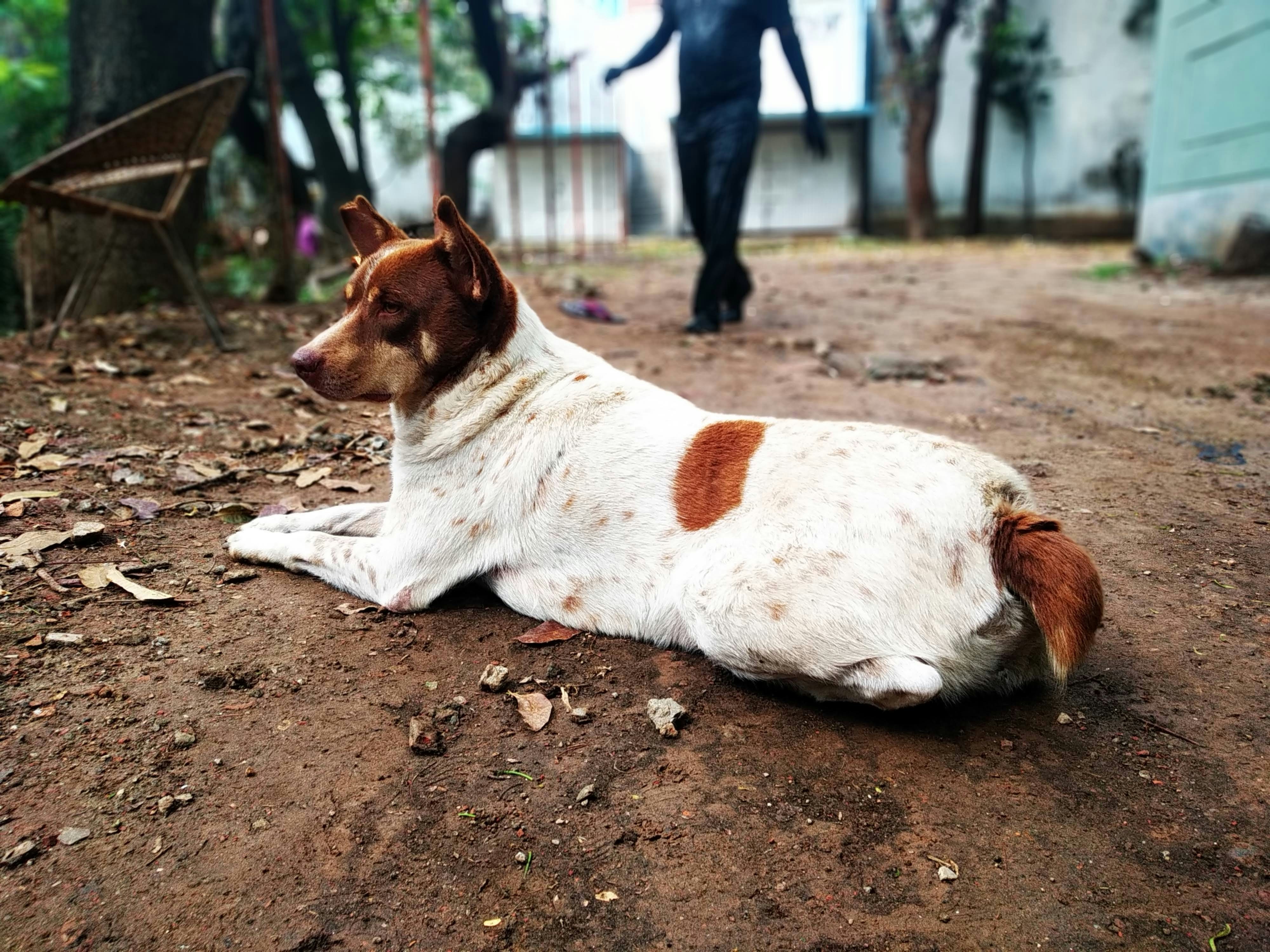 white and brown short coated dog lying on ground during daytime