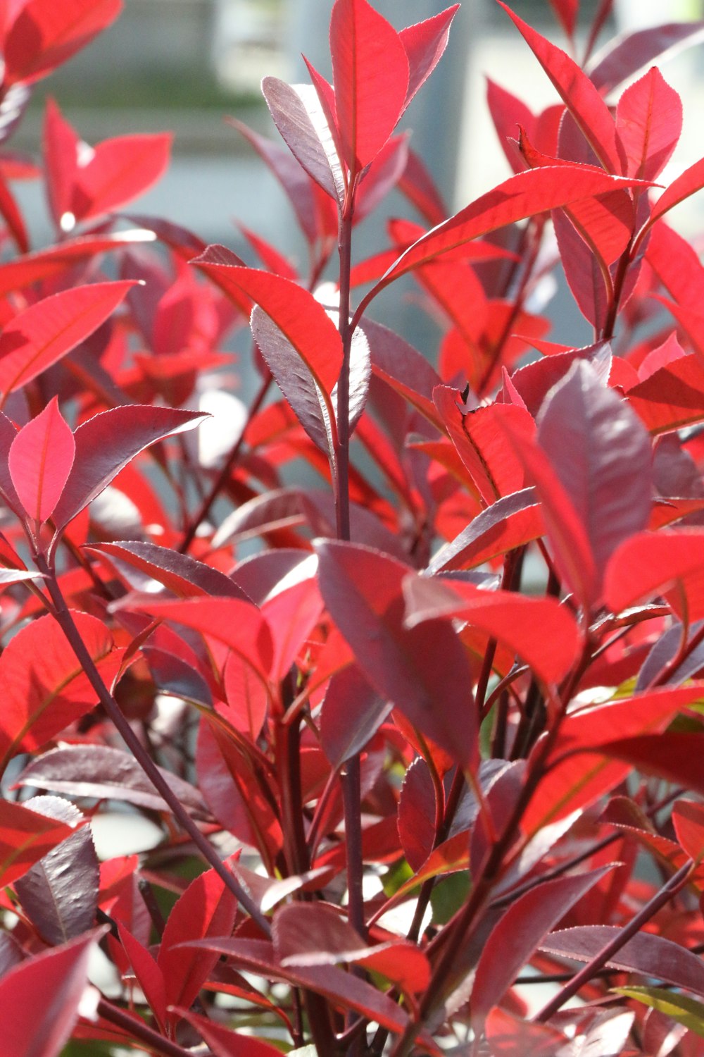 Foto planta de folha vermelha e verde – Imagem de 日本 grátis no Unsplash