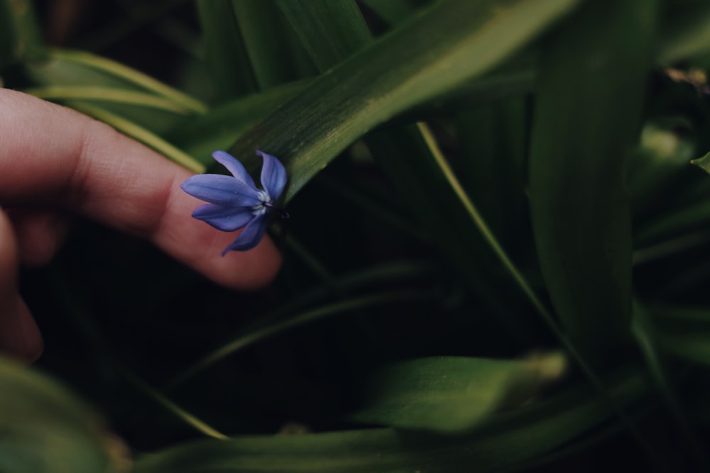 blue flower on persons hand