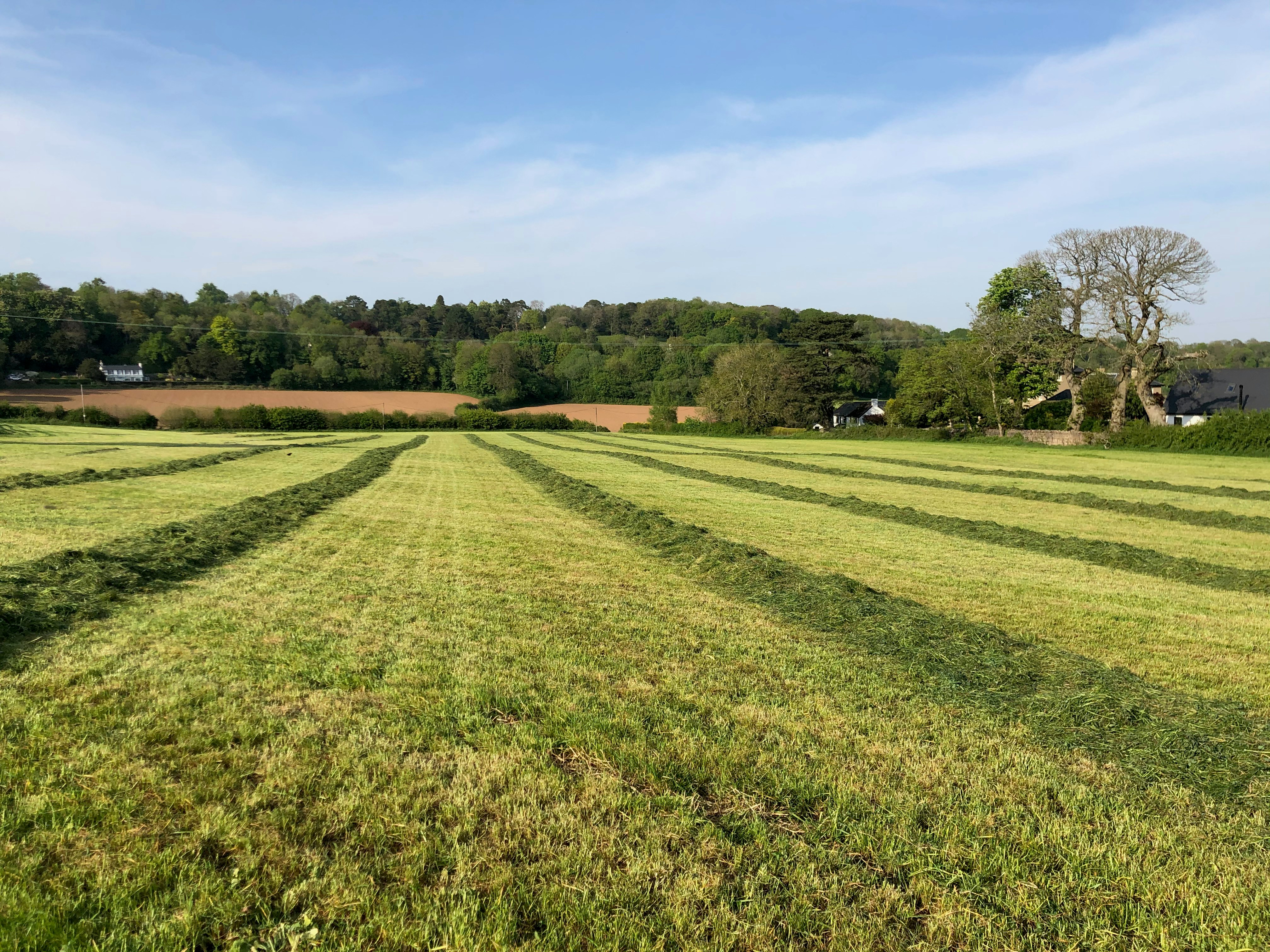 Morse Field