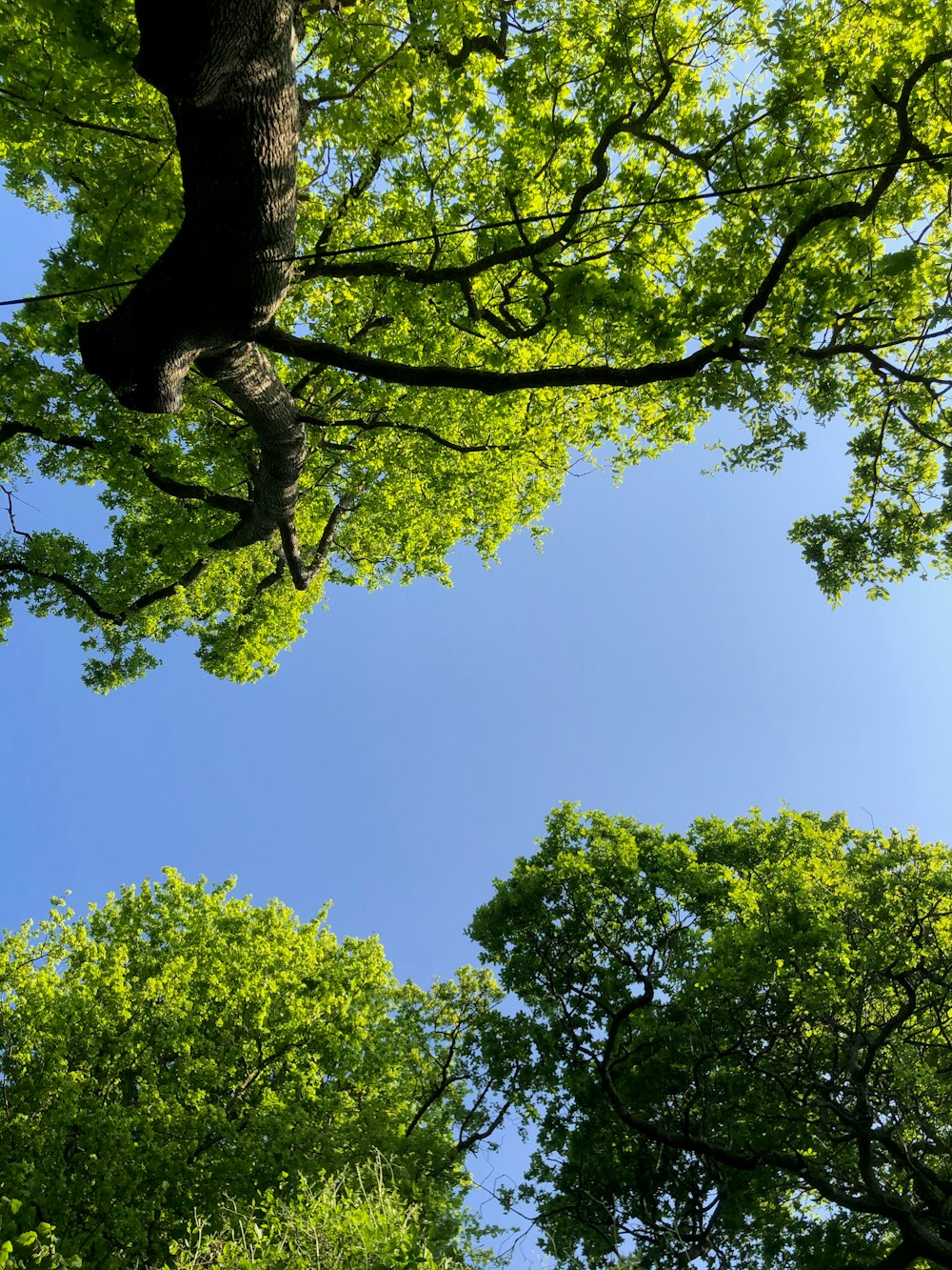 昼間の青空に映える緑の葉の木