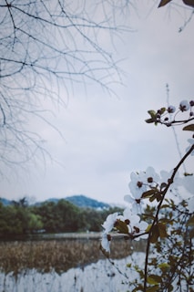 The image captures the beauty of nature with white flowers in the foreground and a serene lake surrounded by trees and hills in the background. Bare branches frame the top left corner of the image, adding an intricate detail to the overall scenery.