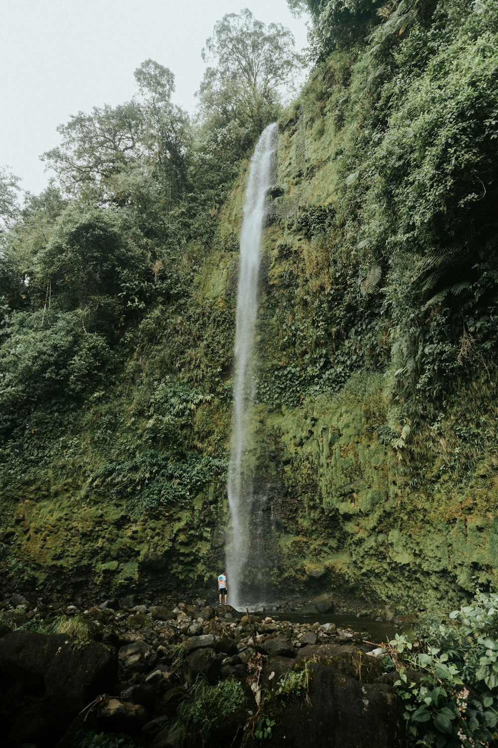 waterfalls in the middle of green trees