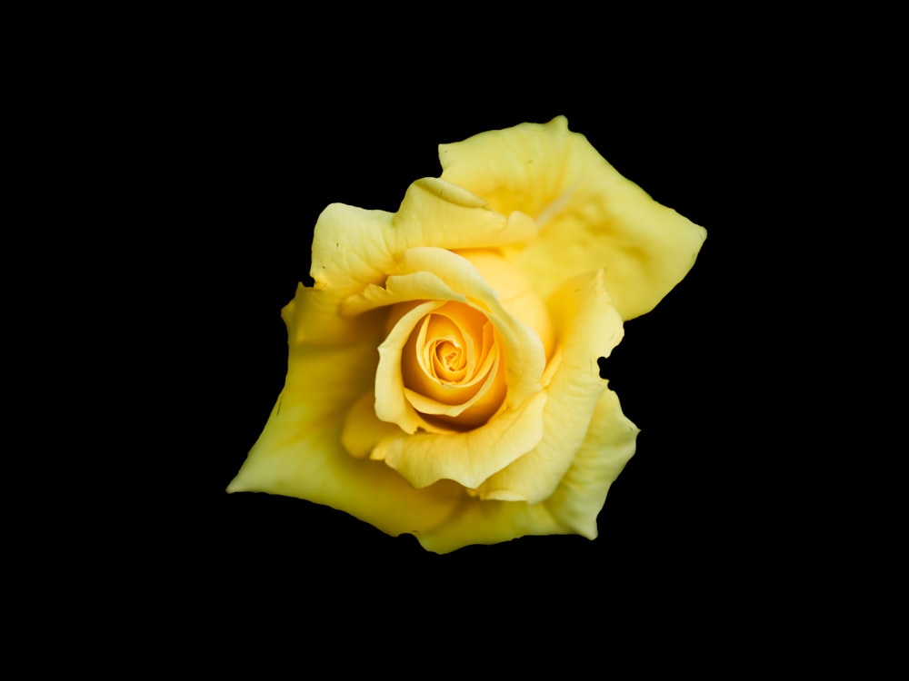 咲く黄色のバラのクローズアップ写真