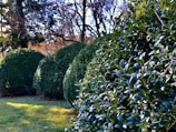 green grass field with green plants