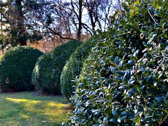 green grass field with green plants