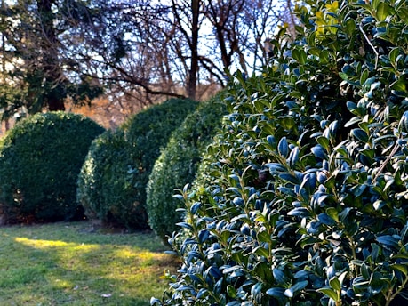 green grass field with green plants