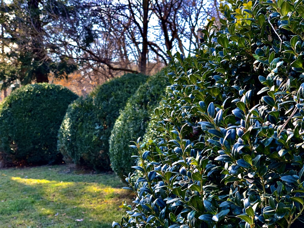 campo de hierba verde con plantas verdes