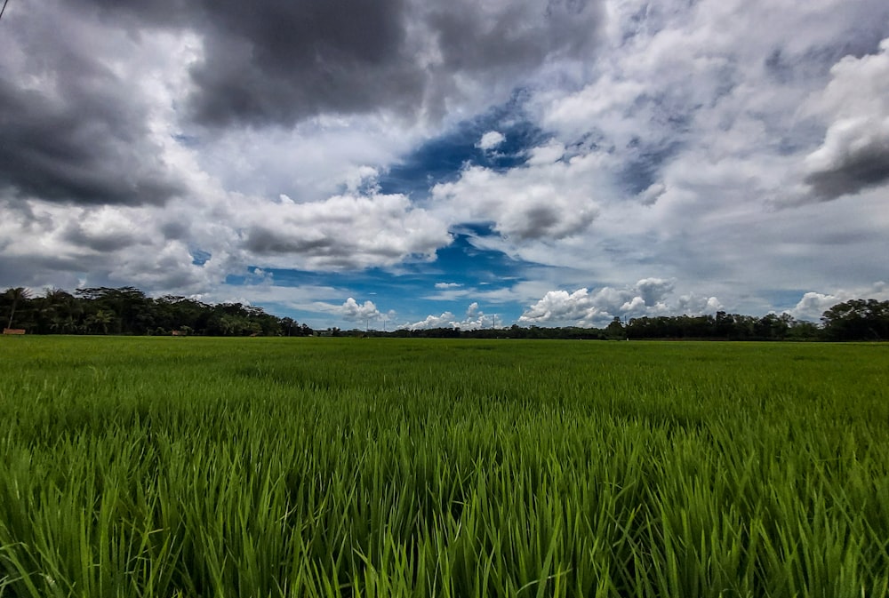 green grass field under blue sky and white clouds during daytime