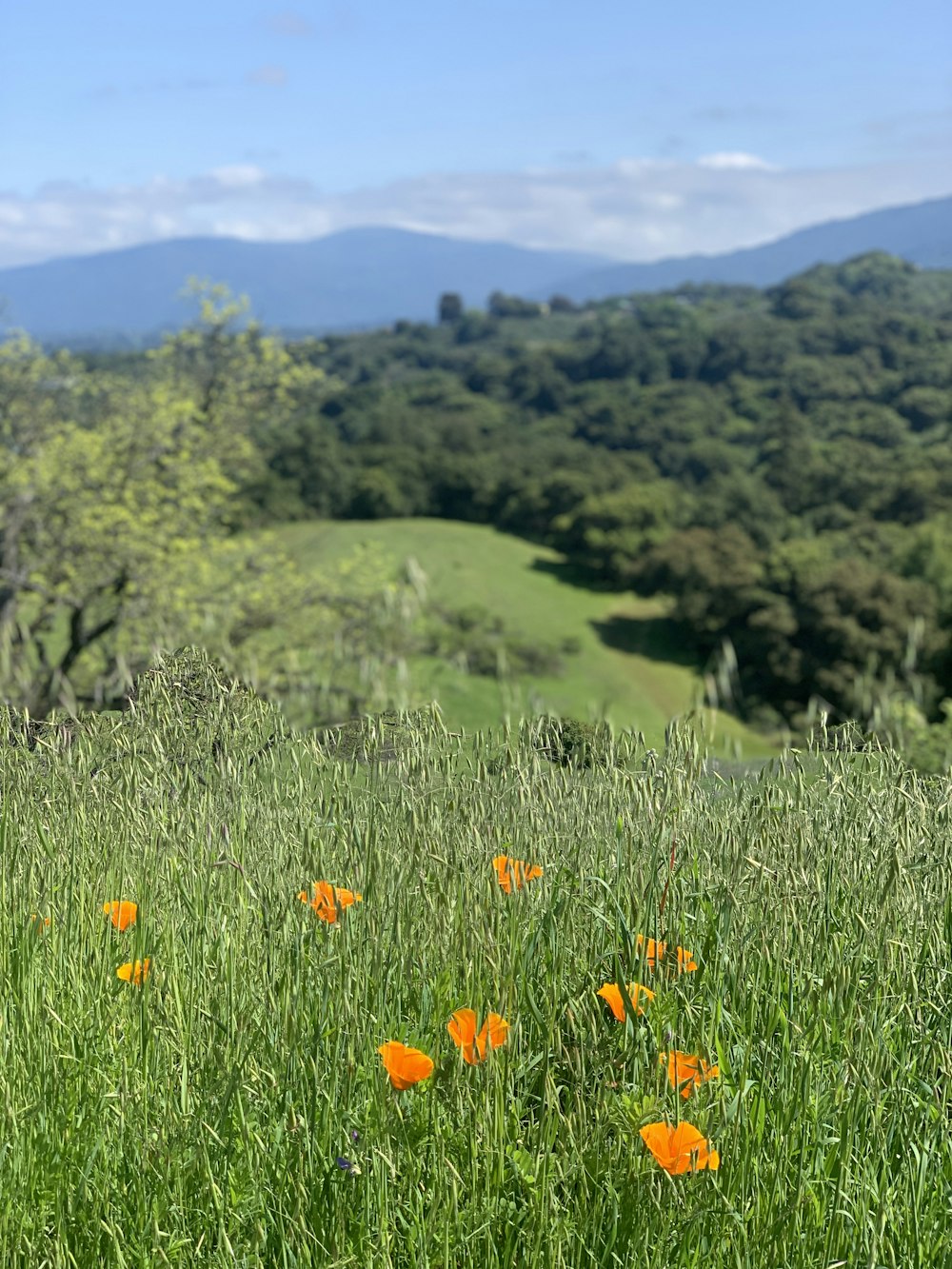 red flower field during daytime