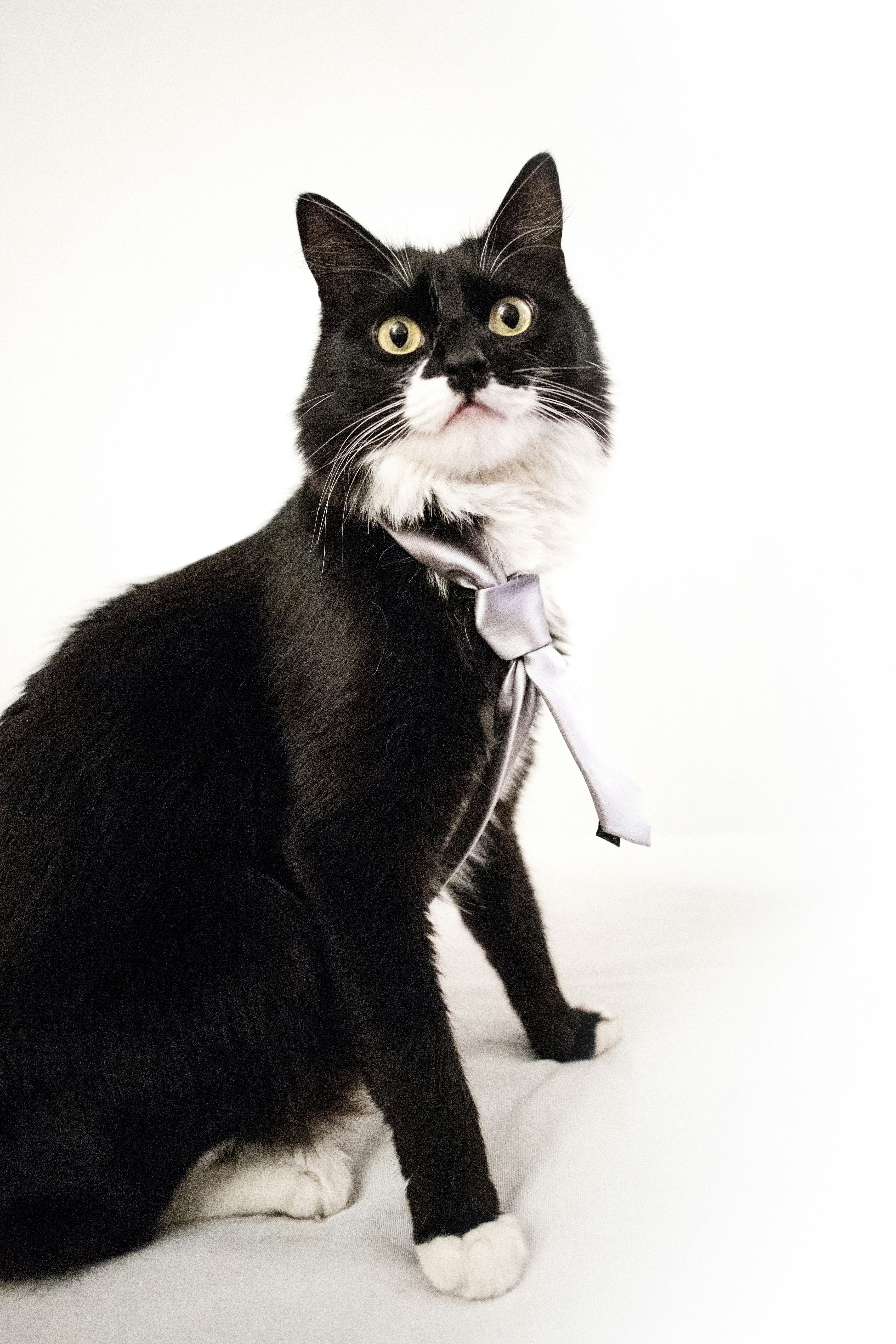 Esmoquin gato con collar blanco y negro