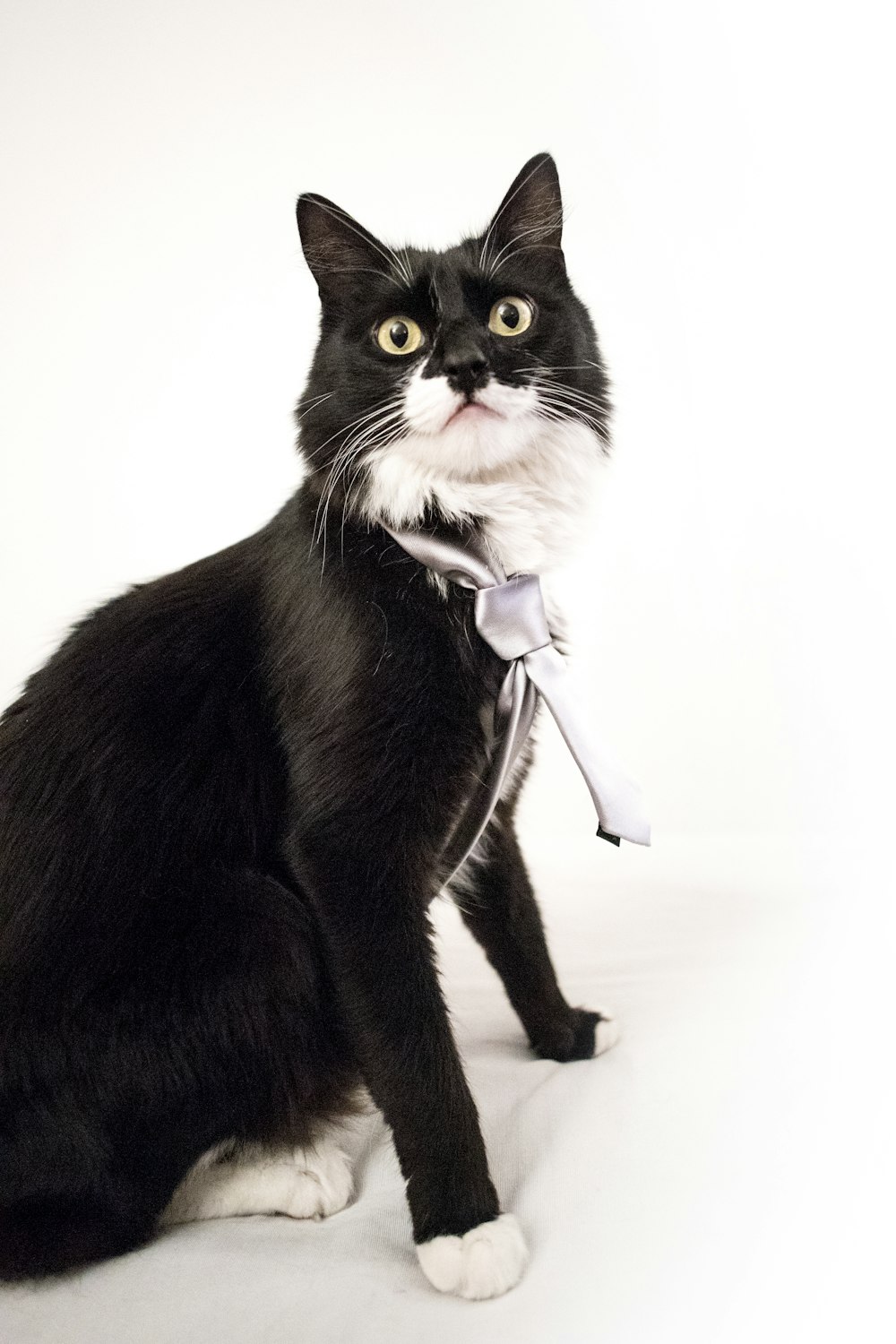 tuxedo cat with white and black collar