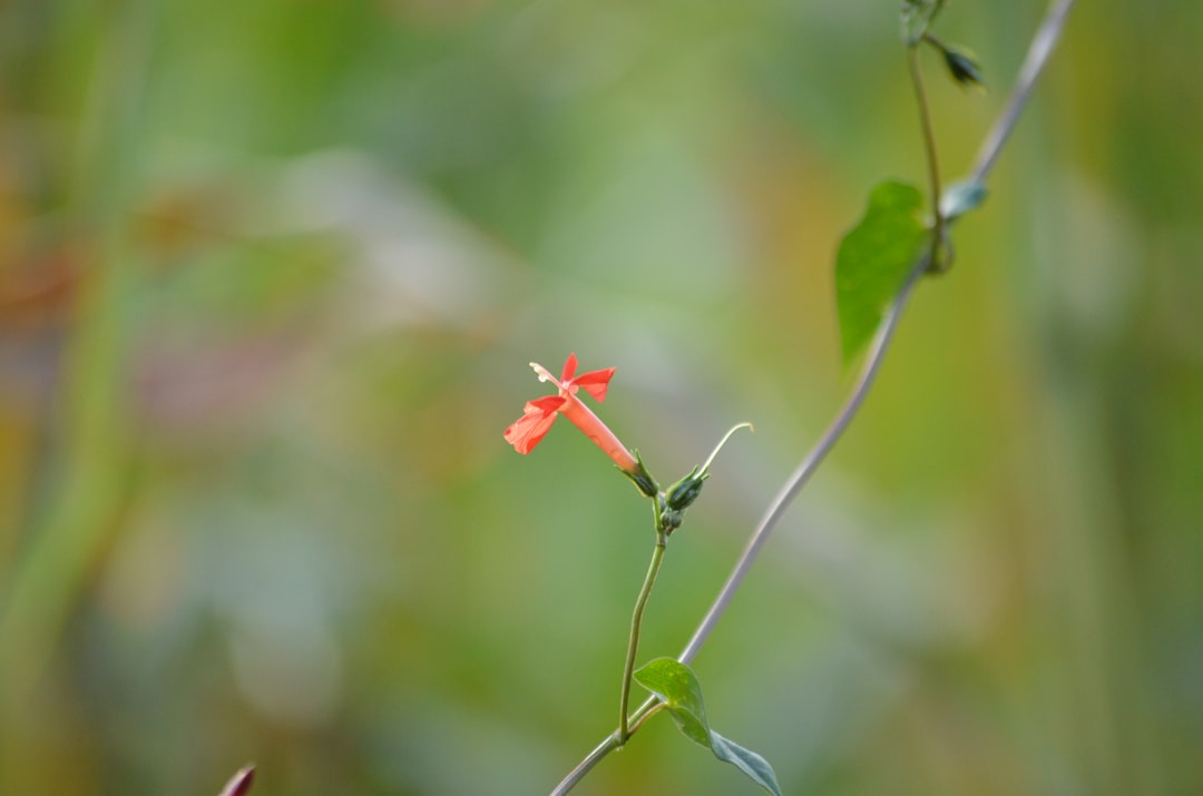 red flower in tilt shift lens