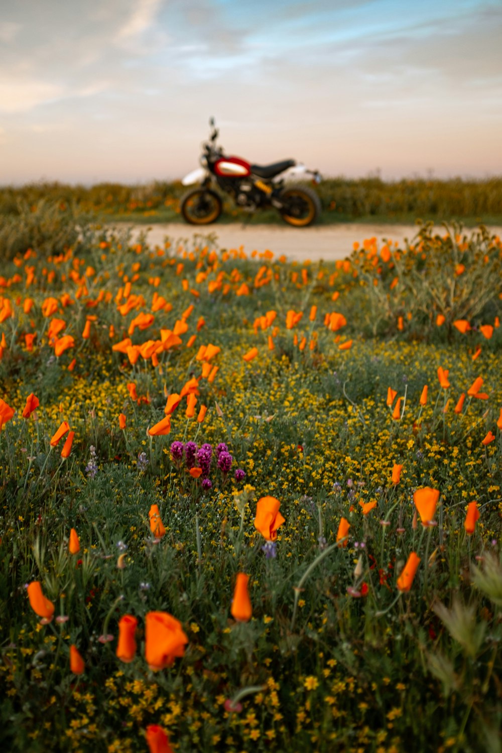 black motorcycle parked on flower field during daytime