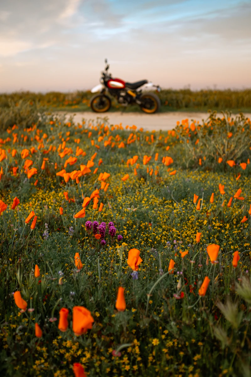 Adventure motorbike parked in an open field at golden hour — Ride For Light outreach