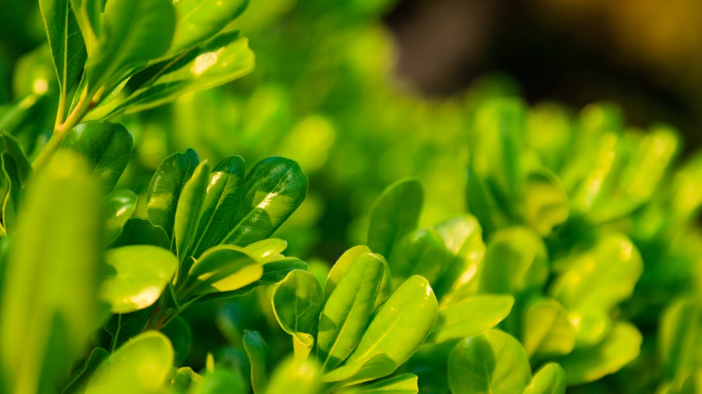 green leaves in tilt shift lens