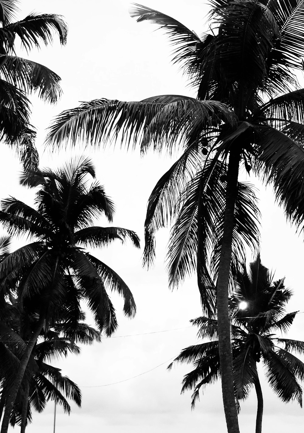 green palm tree under white clouds