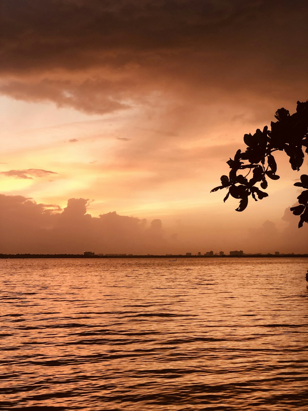 silhouette of tree near body of water during sunset