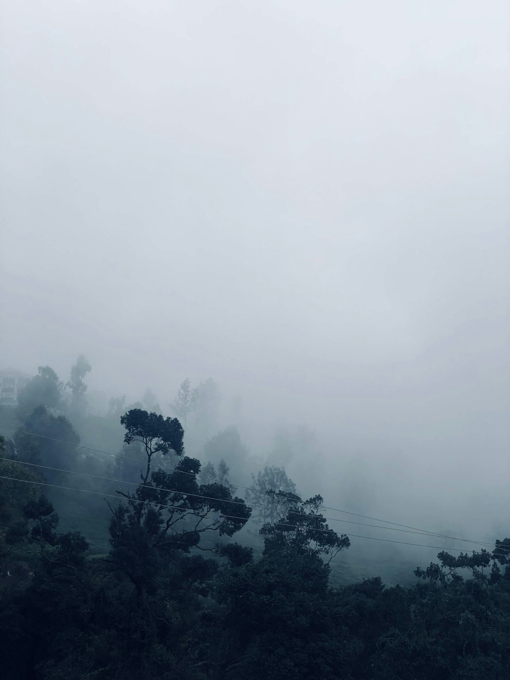 green trees under white sky during daytime