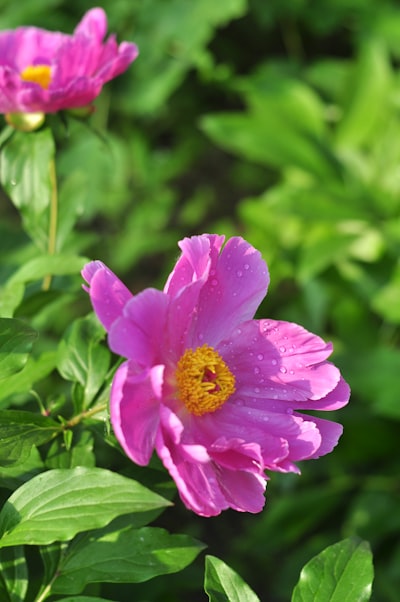 Autumn flowers