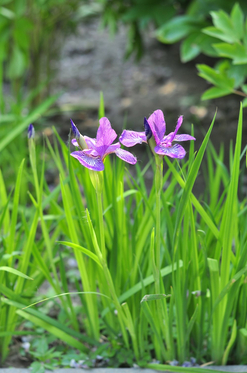 purple crocus flower in bloom during daytime