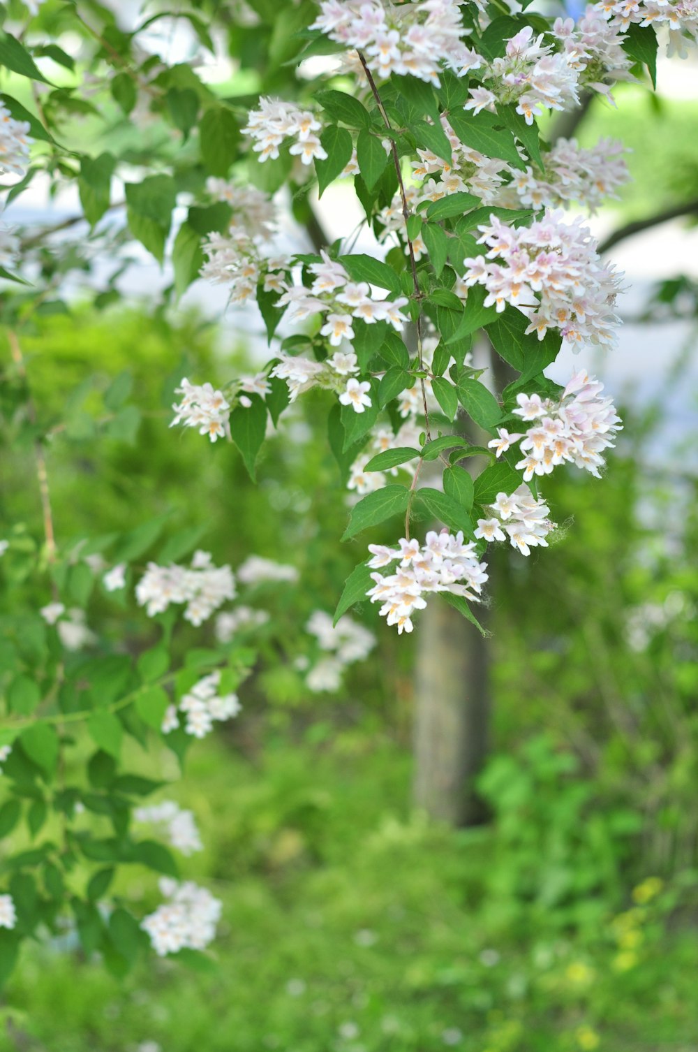 white and pink flowers in tilt shift lens