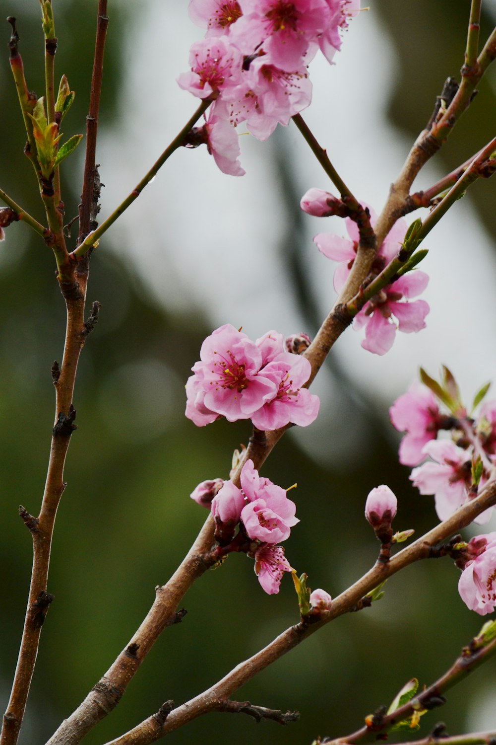 pink cherry blossom in close up photography