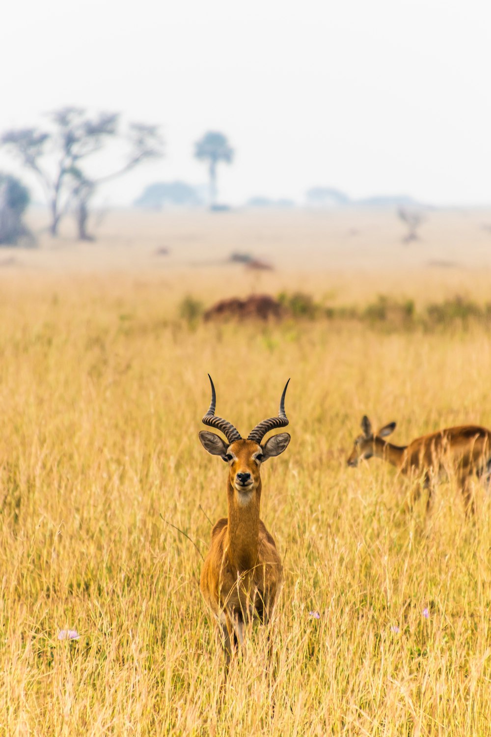 brown deer on brown grass field during daytime