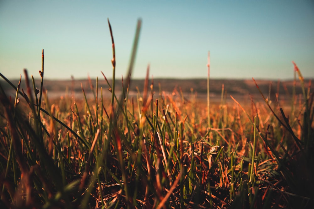 green grass field during daytime